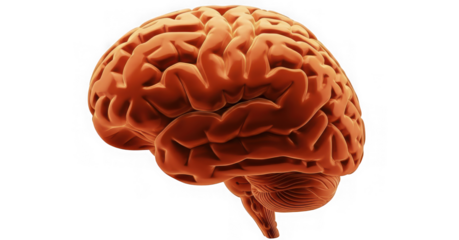 Human brain model anatomical structure isolated on transparent background