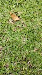 A single dry, brown autumn leaf rests alone on a vibrant green lawn. Top-down view creating a minimalist background. Symbolizes loneliness, individuality, and the changing seasons.