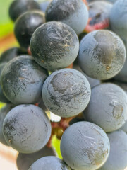 Close-Up of Ripe Grapes