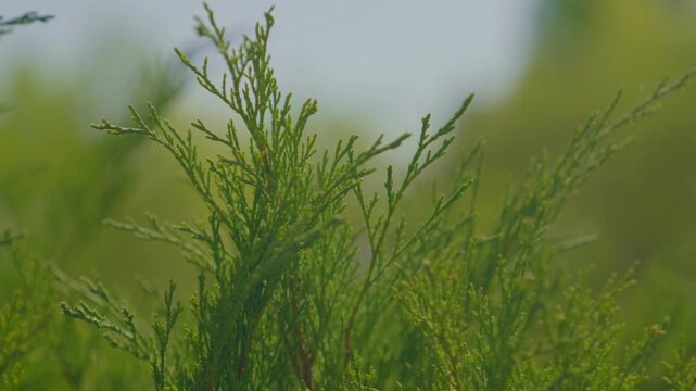 Close-up of juniper branches outdoors on a sunny day.