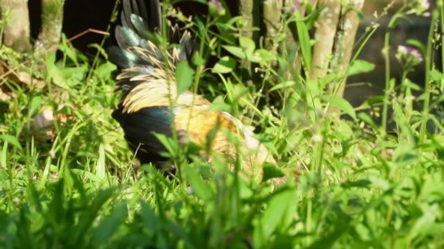 A small, colorful bantam rooster stands proudly in a lush green field, its vibrant red comb and brown and black plumage catching the light. Ayam Kate, Jago Kate
