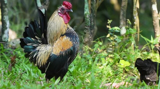 A small, colorful bantam rooster stands proudly in a lush green field, its vibrant red comb and brown and black plumage catching the light. Ayam Kate, Jago Kate