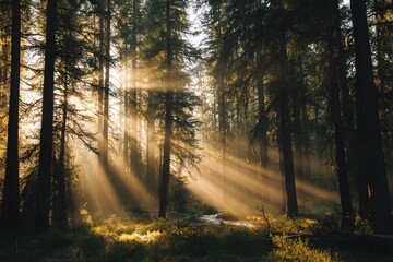 sunrise in the forest