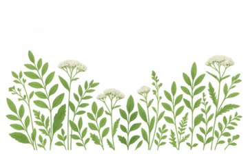 Botanical illustration of meadowsweet or yarrow flowers blooming with green leaves, on a transparent background