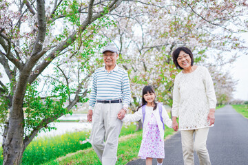Fototapeta premium 祖父母と元気に登校する小学生の女の子
