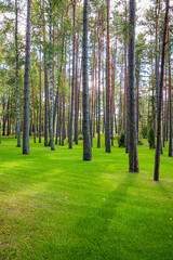 Obraz premium Lush green grass blankets the forest floor as tall trees stand proudly, filtering soft sunlight