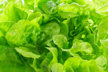 リーフレタス