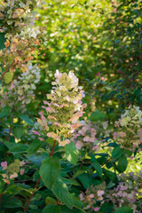 Hydrangeas bloom gracefully in sunlight, creating a serene atmosphere in the garden