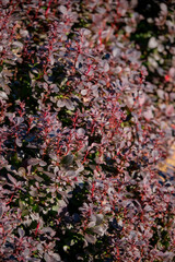 Curious plants with purple leaves thrive in a sunny garden, showcasing bright colors in nature