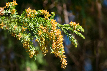 杉花粉