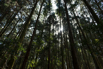 Obraz premium 杉林