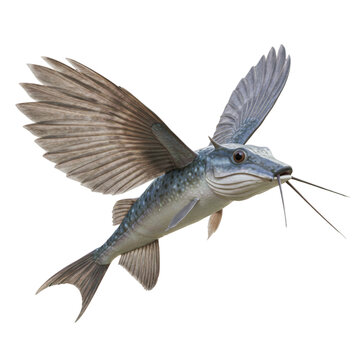 Realistic 3D render of a mythological winged fish creature concept for evolution and fantasy themes. isolated PNG with Transparent Background