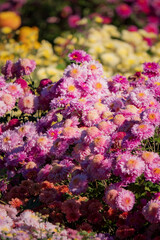 Obraz premium Colorful flowers create a beautiful scene, showcasing their vibrant petals under the warm sun