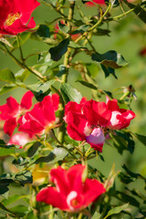 Beautiful red roses spread their petals wide under the bright sun, inviting busy bees to visit