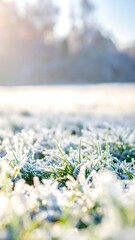 Frosty grass in sunlight
