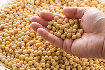 手に持った大豆