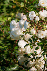 Delicate white roses flourish amidst vibrant green leaves on a sunny spring day