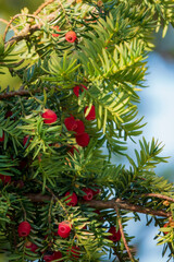 Vibrant red berries hang from lush green yew branches, catching sunlight in a tranquil garden