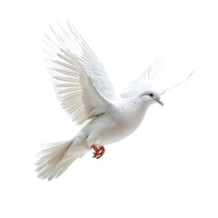 Fototapeta premium White dove in flight, wings spread, against a stark black backdrop