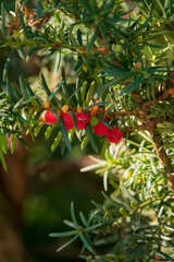 Clusters of vibrant red berries shine amidst lush green foliage, catching the sunlight beautifully