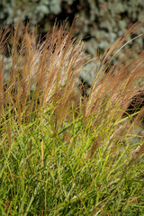 Tall golden grass dances softly under the warm sunlight, surrounded by lush greenery