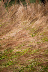 Tall grasses dance in the wind under the warm sun, creating a serene and calming landscape