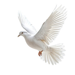Obraz premium White dove soars; elegant bird with outstretched wings. Black background