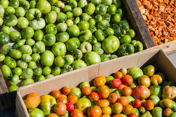 Green and brown tomatoes in boxes. Many different natural vegetables
