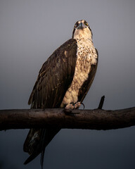 A powerful osprey (Pandion haliaetus) perched on a branch, captured in dramatic natural light