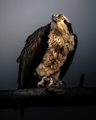 A powerful osprey (Pandion haliaetus) perched on a branch, captured in dramatic natural light