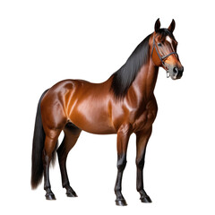 Obraz premium Chestnut horse stands with saddle, against a black background