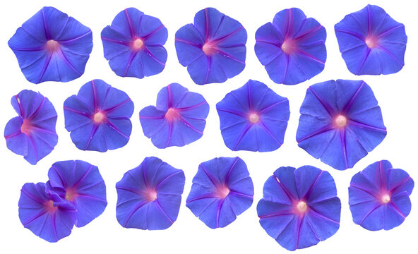 Set of purple morning glories flower isolated on transparent background