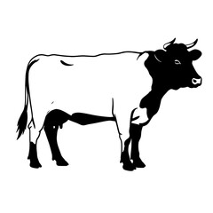 black and white bull