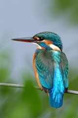 Fototapeta premium The common Kingfisher bird perched on branch.