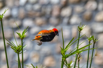 A black-winged red bishop, black and red bird in Namibia
