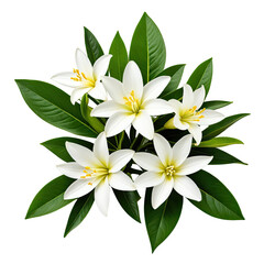 Obraz premium White flowers, lush green leaves, vibrant, botanical arrangement, isolated