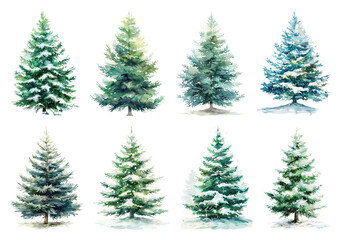 Watercolor evergreen trees winter illustration.