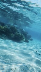 Fototapeta premium Underwater Ocean Scene with Marine Life and Seascape Elements