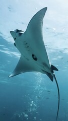 Underwater Ocean Scene