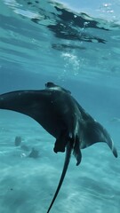 Underwater Ocean Scene