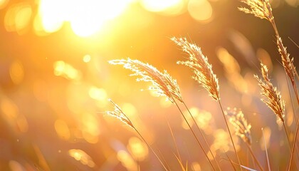 Sunlit Wheat Field with Golden Warmth and Soft Focus Creates an Ethereal Autumn Feel in Open Field with Bright Sun and Shallow Depth of Field