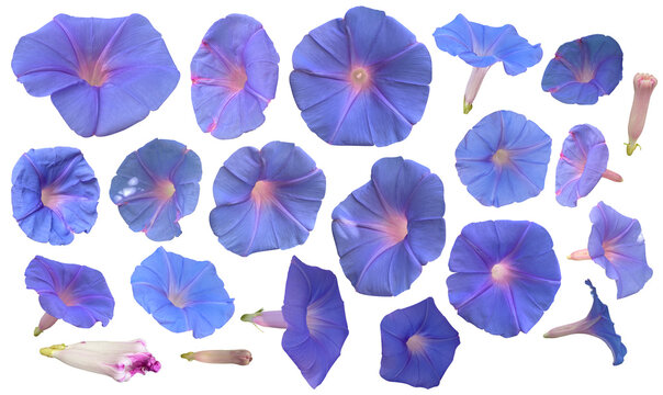 Set of purple morning glories flower isolated on transparent background