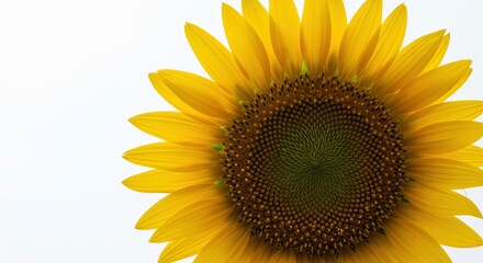 Obraz premium Vibrant yellow sunflower with intricate seed pattern against a clean white background.