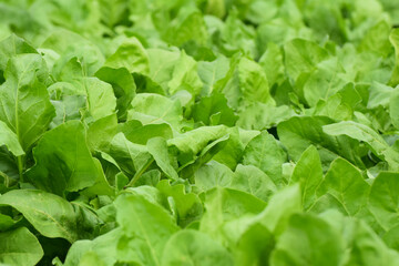 Rows of green spinach on a field. Young leaves leaf leaf green in rows, agriculture. Selective focus