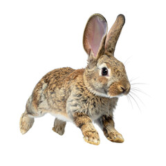 Obraz premium rabbit, on transparent background, cutout