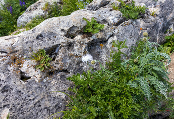 subalpine vegetation at the beginning of the summer flowering period, endemic in nature