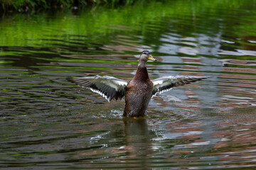 Duck flapping wings
