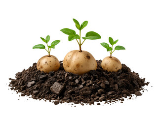 Three whole potatoes sprouting green shoots in dark soil isolated on a transparent background