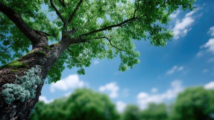 Fototapeta premium Tall Green Tree Viewed From Below Against a Blue Sky Nature Background