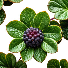 Plant's berry-like center surrounded by green, textured leaves